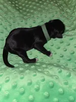 green coller, a female Portuguese Water Dog for sale in Glasgow, KY – Photo 4 of 4