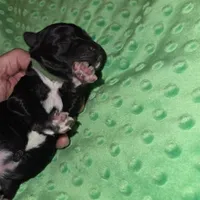 green coller, a female Portuguese Water Dog for sale in Glasgow, KY – Photo 2 of 4