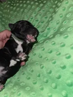 green coller, a female Portuguese Water Dog for sale in Glasgow, KY – Photo 2 of 4