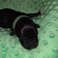 green coller, a female Portuguese Water Dog for sale in Glasgow, KY – Photo 1 of 4