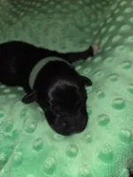 green coller, a female Portuguese Water Dog for sale in Glasgow, KY – Photo 1 of 4