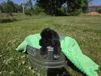 green coller, a female Portuguese Water Dog for sale in Glasgow, KY – 3 of 7
