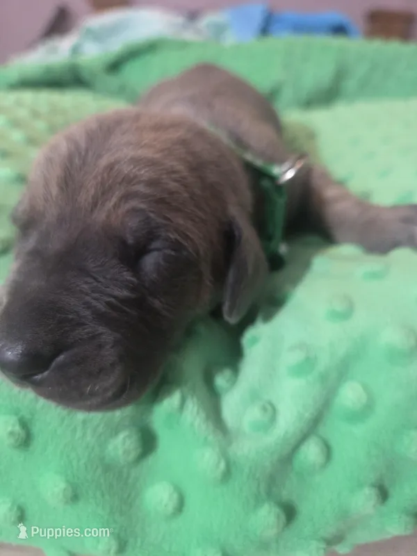 Green collar – Great Dane puppy for sale in Glasgow, KY