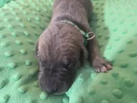 Green collar, a male Great Dane for sale in Glasgow, KY – Photo 2 of 2