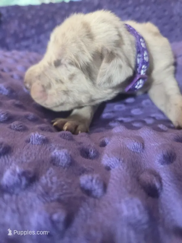 Purple collar – Great Dane puppy for sale in Glasgow, KY