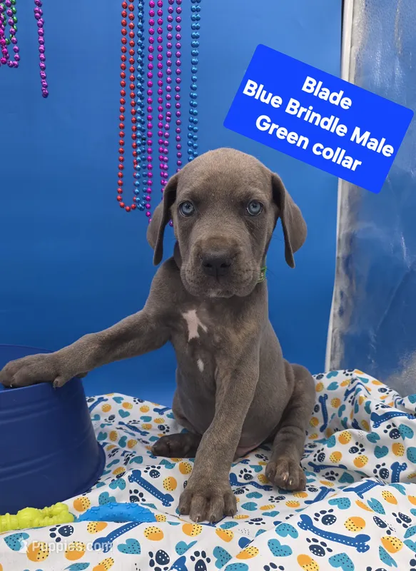 Blade Blue Eyes – Great Dane, Cane Corso puppy for sale in Saint Cloud, MN