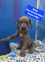 Blade Blue Eyes, a male Great Dane and Cane Corso for sale in Saint Cloud, MN – 1 of 9