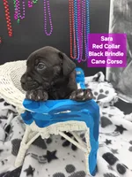 Sara world champion cane corso , a female Cane Corso for sale in Saint Cloud, MN – 3 of 9