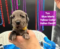Tux Merle, a female Great Dane and Cane Corso for sale in Saint Cloud, MN – 2 of 7
