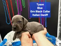 Tyson , a male Great Dane and Cane Corso for sale in Saint Cloud, MN – 6 of 7