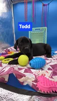 Todd, a male Cane Corso for sale in Saint Cloud, MN – 3 of 7