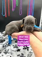 SilverMist Rare Italian Daniff , a female Great Dane and Cane Corso for sale in Saint Cloud, MN – 4 of 6