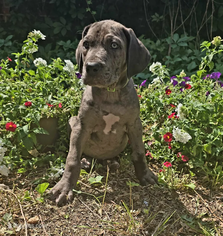 Merle male green eyes – Great Dane puppy for sale in Saint Cloud, MN