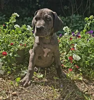 Merle male green eyes, a male Great Dane for sale in Saint Cloud, MN – 1 of 3