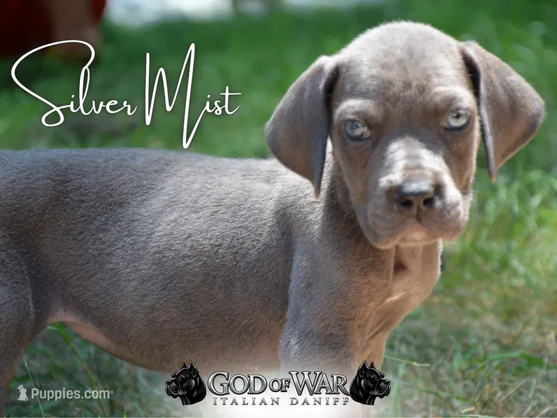 SilverMist Rare Italian Daniff  – Great Dane, Cane Corso puppy for sale in Saint Cloud, MN