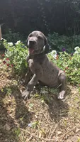 Merle male green eyes, a male Great Dane for sale in Saint Cloud, MN – 3 of 3
