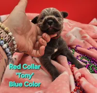 Tony, a male Cane Corso for sale in Saint Cloud, MN – 2 of 2