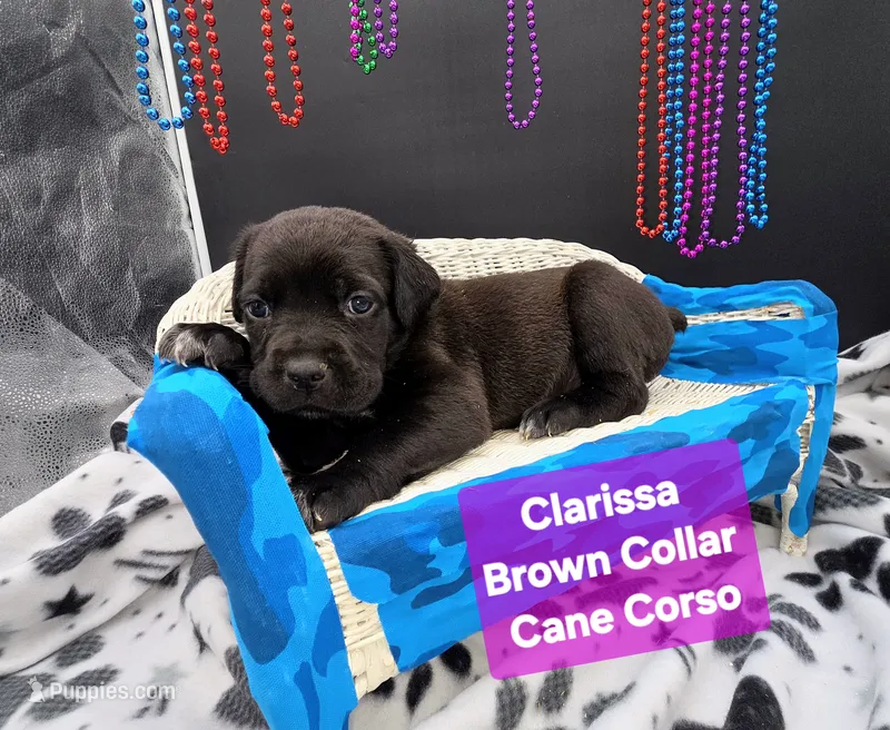Clarissa – Cane Corso puppy for sale in Saint Cloud, MN