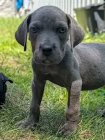 SilverMist Italian Daniff PRICE REDUCED THROUGH WEEKEND, a female Great Dane and Cane Corso for sale in Saint Cloud, MN – 3 of 8