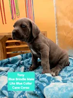 Tony, a male Cane Corso for sale in Saint Cloud, MN – 4 of 9