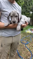 Ghost (blue eyes!) PRICE REDUCED THROUGH WEEKENDSilver Merle , a female Great Dane for sale in Saint Cloud, MN – 8 of 8