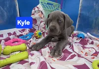 Kyle Blue Cane Corso *CROPPED EARS*  World Champion Bloodline , a male Cane Corso for sale in Saint Cloud, MN – 7 of 8