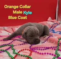 Kyle, a male Cane Corso for sale in Saint Cloud, MN – 2 of 4