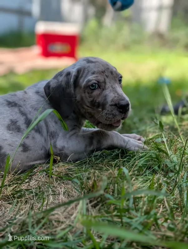Ghost (blue eyes!) Silver Merle  – Great Dane puppy for sale in Saint Cloud, MN