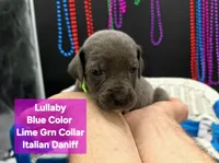 Lullaby , a female Great Dane and Cane Corso for sale in Saint Cloud, MN – 4 of 6