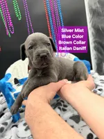 SilverMist Rare Italian Daniff , a female Great Dane and Cane Corso for sale in Saint Cloud, MN – 5 of 6