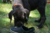 Crimson PRICE REDUCED THROUGH WEEKEND, a female Great Dane and Cane Corso for sale in Saint Cloud, MN – 2 of 6