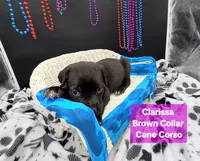 Clarissa, a female Cane Corso for sale in Saint Cloud, MN – 8 of 8