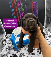 Clarissa , a female Cane Corso for sale in Saint Cloud, MN – 4 of 8