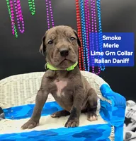 Smoke may keep green eyes Merle, a male Great Dane and Cane Corso for sale in Saint Cloud, MN – 3 of 3