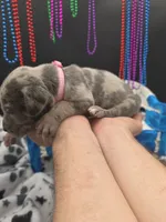 Storm Blue eyes! Silver Merle , a female Great Dane and Cane Corso for sale in Saint Cloud, MN – 7 of 8