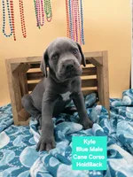 Kyle Blue Cane Corso World Champion Bloodline , a male Cane Corso for sale in Saint Cloud, MN – 2 of 5