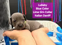 Lullaby , a female Great Dane and Cane Corso for sale in Saint Cloud, MN – 6 of 6