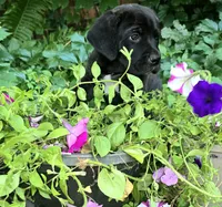 Cartier Cane Corso, a male Cane Corso for sale in Saint Cloud, MN – 6 of 8