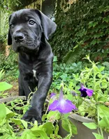 Cartier Cane Corso, a male Cane Corso for sale in Saint Cloud, MN – 7 of 8