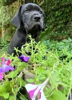 Cartier Cane Corso, a male Cane Corso for sale in Saint Cloud, MN – 8 of 8