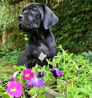 Cartier Cane Corso, a male Cane Corso for sale in Saint Cloud, MN – 2 of 8