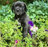 Cartier Cane Corso, a male Cane Corso for sale in Saint Cloud, MN – 3 of 8