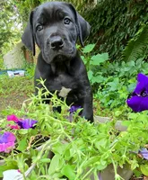 Cartier Cane Corso, a male Cane Corso for sale in Saint Cloud, MN – 1 of 8
