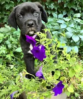 Cartier Cane Corso, a male Cane Corso for sale in Saint Cloud, MN – 5 of 8