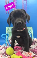 Clarissa , a female Cane Corso for sale in Saint Cloud, MN – 2 of 8