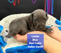 Lester, a male Great Dane and Cane Corso for sale in Saint Cloud, MN – 6 of 6
