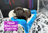 Clarissa , a female Cane Corso for sale in Saint Cloud, MN – 2 of 8