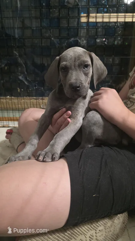 SilverMist Italian Daniff PRICE REDUCED THROUGH WEEKEND – Great Dane, Cane Corso puppy on hold in Saint Cloud, MN