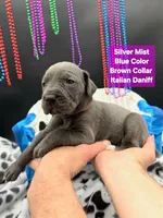 SilverMist Rare Italian Daniff , a female Great Dane and Cane Corso for sale in Saint Cloud, MN – 3 of 6