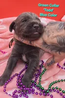 Todd, a male Cane Corso for sale in Saint Cloud, MN – 2 of 3